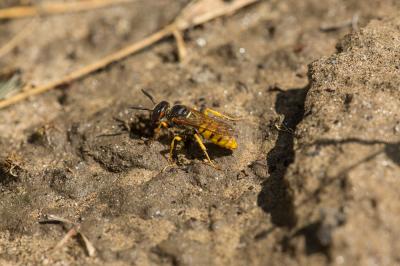  Philanthus triangulum (Fabricius, 1775)