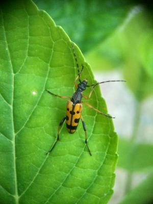 Lepture tacheté (Le) Rutpela maculata (Poda, 1761)