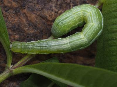 Plusie chalcite (La) Chrysodeixis chalcites (Esper, 1789)