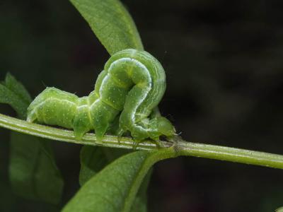 Plusie chalcite (La) Chrysodeixis chalcites (Esper, 1789)