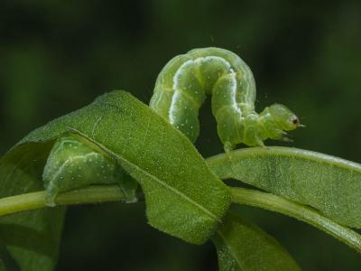 Plusie chalcite (La) Chrysodeixis chalcites (Esper, 1789)