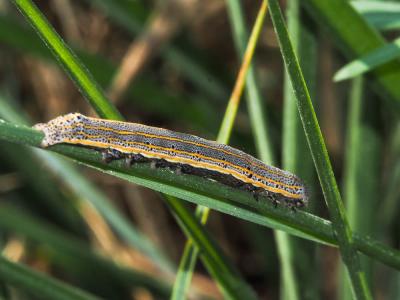 Clair-obscur (Le) Aedia leucomelas (Linnaeus, 1758)