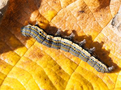 Clair-obscur (Le) Aedia leucomelas (Linnaeus, 1758)
