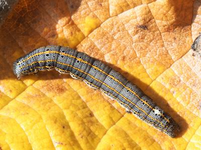 Clair-obscur (Le) Aedia leucomelas (Linnaeus, 1758)