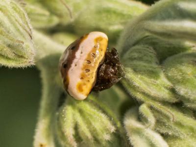  Cyrtarachne ixoides (Simon, 1870)
