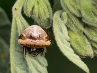  Cyrtarachne ixoides (Simon, 1870)