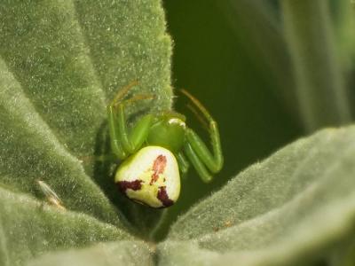 Thomise à trois tâches Ebrechtella tricuspidata (Fabricius, 1775)