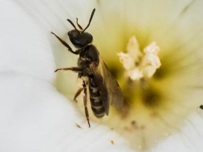  Lasioglossum Curtis, 1833