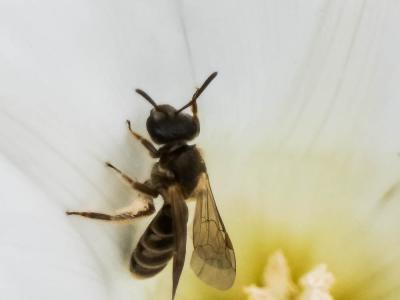  Lasioglossum Curtis, 1833