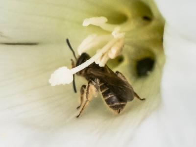  Lasioglossum Curtis, 1833
