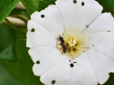  Lasioglossum Curtis, 1833