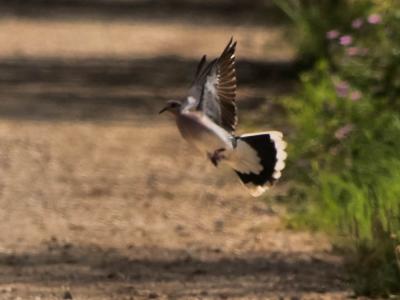 Tourterelle des bois Streptopelia turtur (Linnaeus, 1758)