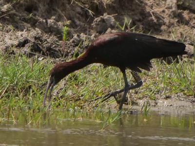 Ibis falcinelle Plegadis falcinellus (Linnaeus, 1766)