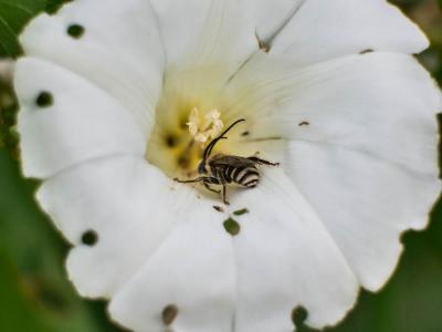 Eucère naine Tetraloniella nana (Morawitz, 1874)