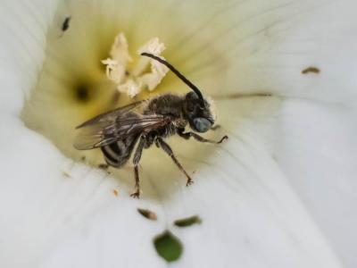 Eucère naine Tetraloniella nana (Morawitz, 1874)