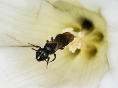 Ceratine commune Ceratina cucurbitina (Rossi, 1792)