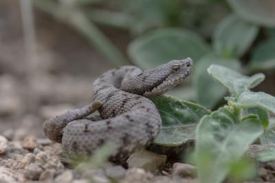 Vipère aspic Vipera aspis (Linnaeus, 1758)