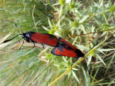 Zygène des garrigues (La), Zygène rubiconde (La),  Zygaena erythrus (Hübner, 1806)