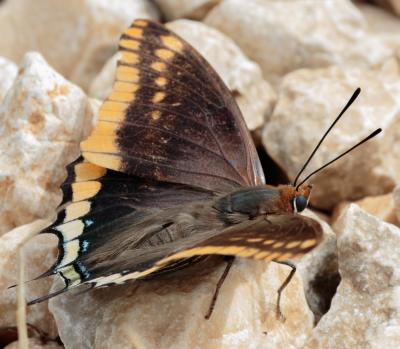 Nymphale de l'Arbousier (La), Jason (Le), Pacha à  Charaxes jasius (Linnaeus, 1767)