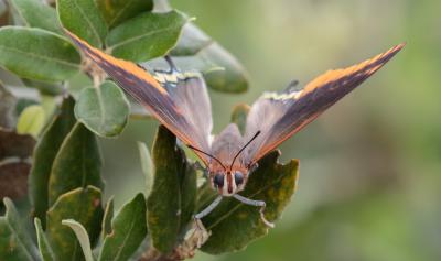 Nymphale de l'Arbousier (La), Jason (Le), Pacha à  Charaxes jasius (Linnaeus, 1767)