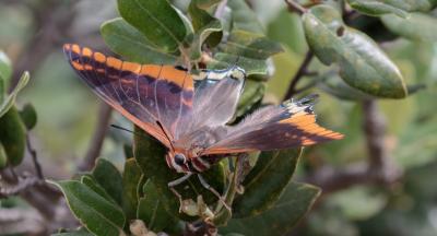 Nymphale de l'Arbousier (La), Jason (Le), Pacha à  Charaxes jasius (Linnaeus, 1767)