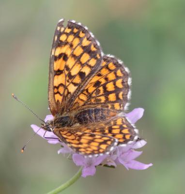 Mélitée du Mélampyre (La), Damier Athalie (Le) Melitaea athalia (Rottemburg, 1775)