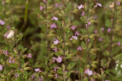 Germandrée botryde Teucrium botrys L., 1753