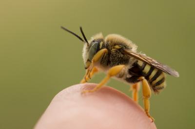  Trachusa integra (Eversmann, 1852)
