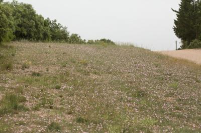 Liseron des monts Cantabriques, Herbe de Biscaye Convolvulus cantabrica L., 1753