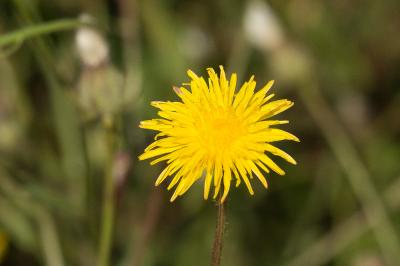 Crépide fétide Crepis foetida L., 1753