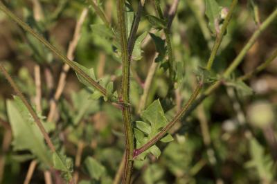 Crépide fétide Crepis foetida L., 1753