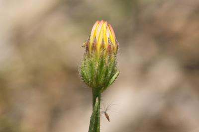 Crépide fétide Crepis foetida L., 1753