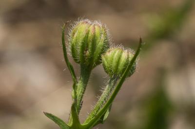 Crépide fétide Crepis foetida L., 1753