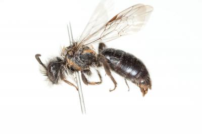  Andrena cineraria (Linnaeus, 1758)