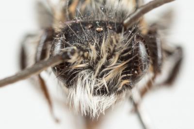  Andrena cineraria (Linnaeus, 1758)