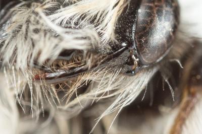  Andrena cineraria (Linnaeus, 1758)
