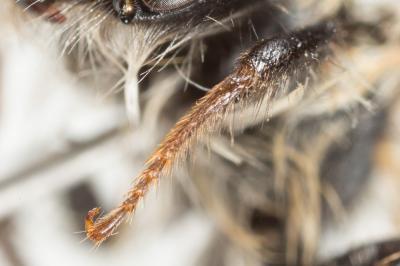  Andrena cineraria (Linnaeus, 1758)