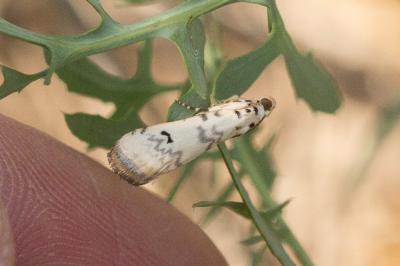  Euzophera lunulella (O. Costa, 1836)