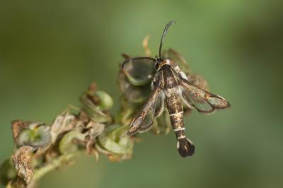  Chamaesphecia Spuler, 1910