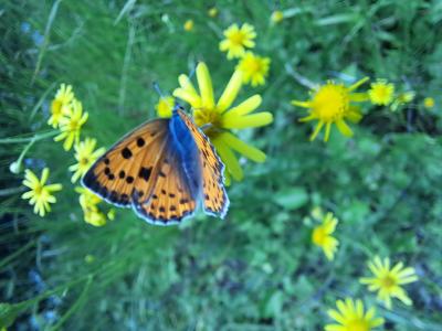Cuivré flambloyant (Le) Lycaena alciphron gordius (Sulzer, 1776)