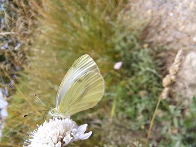 Piéride du Navet (La), Papillon blanc veiné de ver Pieris napi (Linnaeus, 1758)