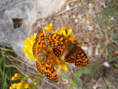 Mélitée de Fruhstorfer (La) Melitaea nevadensis Oberthür, 1904
