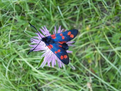 Zygène du Pied-de-Poule (La), Zygène des Lotiers ( Zygaena filipendulae (Linnaeus, 1758)