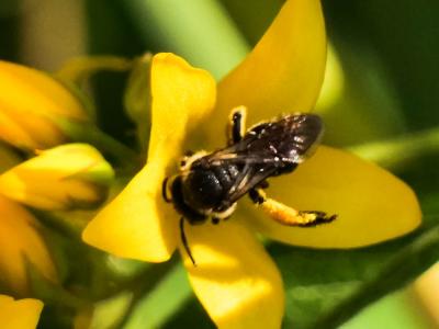  Macropis europaea Warncke, 1973