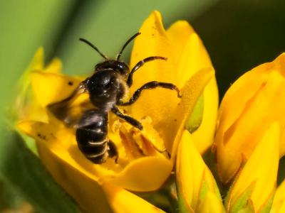  Macropis europaea Warncke, 1973