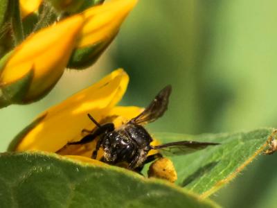 Macropis europaea Warncke, 1973
