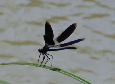 Caloptéryx éclatant Calopteryx splendens (Harris, 1780)