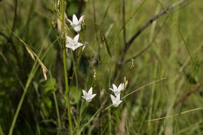 Campanule raiponce Campanula rapunculus L., 1753