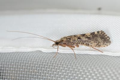  Hydropsyche Pictet, 1834