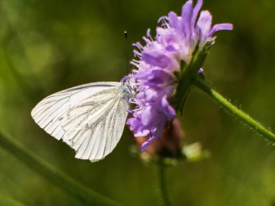 Piéride du Navet (La), Papillon blanc veiné de ver Pieris napi (Linnaeus, 1758)